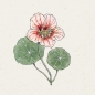 Mobile Preview: Jora Dahl - Kapuzinerkresse Tropaeolum minus "Ladybird Rose"